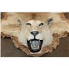 Image 2 : *TEXAS RESIDENTS ONLY* AFRICAN LIONESS Hide Rug with its Mounted Head, Paws, and All the Claws
