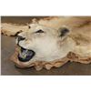 Image 3 : *TEXAS RESIDENTS ONLY* AFRICAN LIONESS Hide Rug with its Mounted Head, Paws, and All the Claws