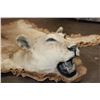 Image 4 : *TEXAS RESIDENTS ONLY* AFRICAN LIONESS Hide Rug with its Mounted Head, Paws, and All the Claws