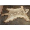 Image 5 : *TEXAS RESIDENTS ONLY* AFRICAN LIONESS Hide Rug with its Mounted Head, Paws, and All the Claws