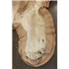 Image 6 : *TEXAS RESIDENTS ONLY* AFRICAN LIONESS Hide Rug with its Mounted Head, Paws, and All the Claws