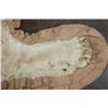 Image 7 : *TEXAS RESIDENTS ONLY* AFRICAN LIONESS Hide Rug with its Mounted Head, Paws, and All the Claws
