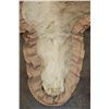 Image 8 : *TEXAS RESIDENTS ONLY* AFRICAN LIONESS Hide Rug with its Mounted Head, Paws, and All the Claws