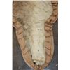 Image 9 : *TEXAS RESIDENTS ONLY* AFRICAN LIONESS Hide Rug with its Mounted Head, Paws, and All the Claws