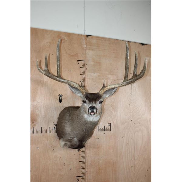 XXL 8-Point MULE DEER Shoulder Mount