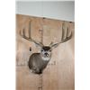 Image 1 : XXL 8-Point MULE DEER Shoulder Mount