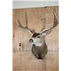 Image 2 : XXL 8-Point MULE DEER Shoulder Mount