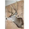 Image 3 : XXL 8-Point MULE DEER Shoulder Mount