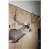 Image 4 : XXL 8-Point MULE DEER Shoulder Mount