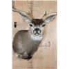 Image 5 : XXL 8-Point MULE DEER Shoulder Mount