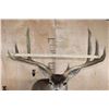Image 6 : XXL 8-Point MULE DEER Shoulder Mount