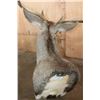 Image 7 : XXL 8-Point MULE DEER Shoulder Mount