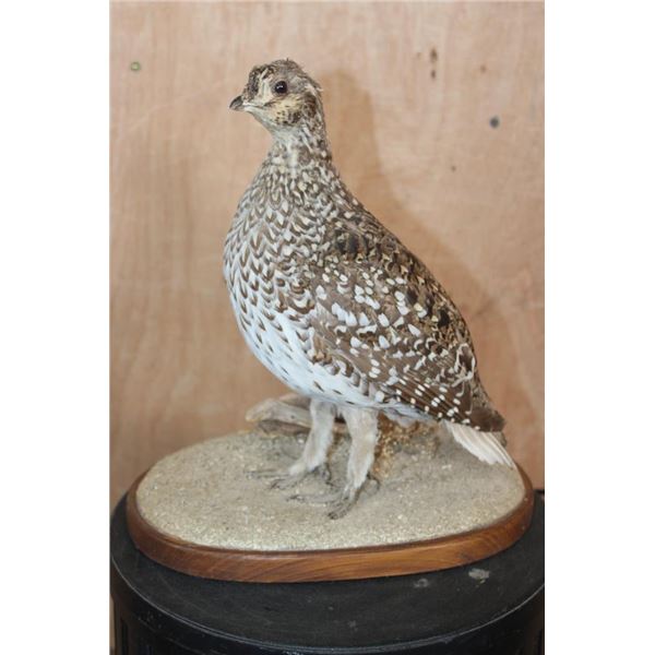 Life-sized SHARP-TAILED GROUSE on a Natural Base