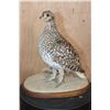 Image 1 : Life-sized SHARP-TAILED GROUSE on a Natural Base