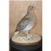 Image 3 : Life-sized SHARP-TAILED GROUSE on a Natural Base