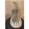 Image 4 : Life-sized SHARP-TAILED GROUSE on a Natural Base