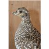Image 5 : Life-sized SHARP-TAILED GROUSE on a Natural Base