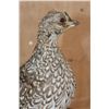 Image 6 : Life-sized SHARP-TAILED GROUSE on a Natural Base