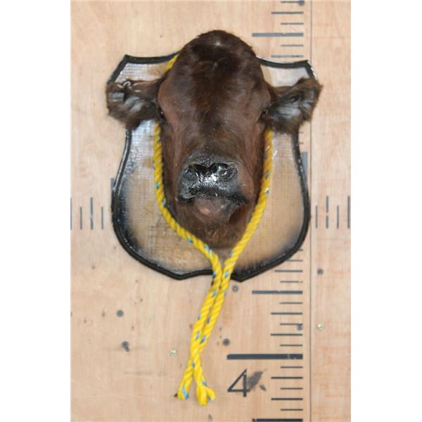 CALF or BABY COW Shoulder Mount Mounted on a Wood Plaque