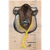 Image 1 : CALF or BABY COW Shoulder Mount Mounted on a Wood Plaque