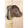 Image 2 : CALF or BABY COW Shoulder Mount Mounted on a Wood Plaque