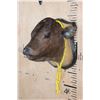 Image 3 : CALF or BABY COW Shoulder Mount Mounted on a Wood Plaque