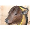 Image 4 : CALF or BABY COW Shoulder Mount Mounted on a Wood Plaque