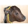 Image 5 : CALF or BABY COW Shoulder Mount Mounted on a Wood Plaque
