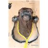 Image 6 : CALF or BABY COW Shoulder Mount Mounted on a Wood Plaque