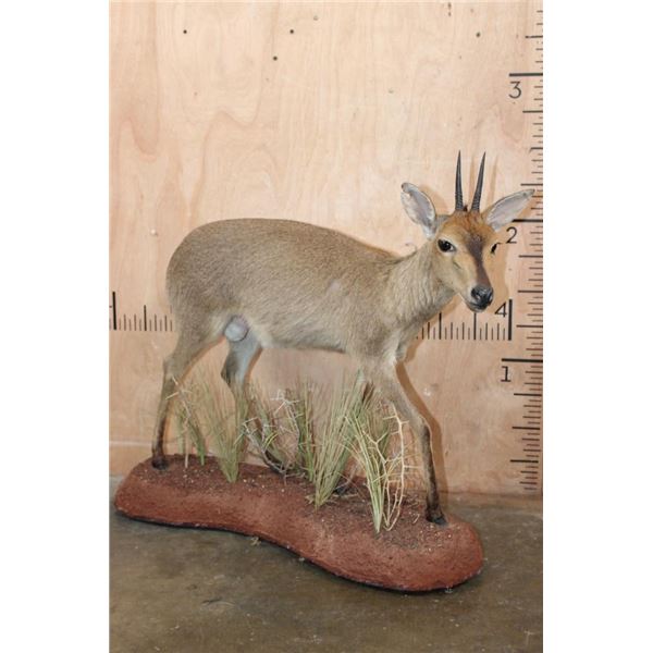 Life-sized COMMON DUIKER on a Natural Base