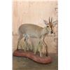 Image 1 : Life-sized COMMON DUIKER on a Natural Base