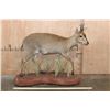 Image 2 : Life-sized COMMON DUIKER on a Natural Base