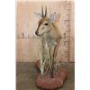 Image 3 : Life-sized COMMON DUIKER on a Natural Base
