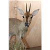 Image 4 : Life-sized COMMON DUIKER on a Natural Base
