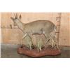 Image 5 : Life-sized COMMON DUIKER on a Natural Base