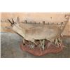 Image 6 : Life-sized COMMON DUIKER on a Natural Base