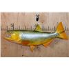 Image 1 : Reproduction GOLDEN DORADO Fish Mount