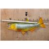 Image 2 : Reproduction GOLDEN DORADO Fish Mount