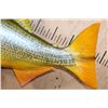 Image 5 : Reproduction GOLDEN DORADO Fish Mount