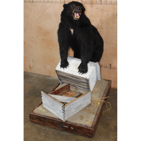 Life-sized BLACK BEAR with a Bee Box on a Wood Base