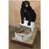 Image 1 : Life-sized BLACK BEAR with a Bee Box on a Wood Base
