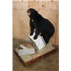 Image 2 : Life-sized BLACK BEAR with a Bee Box on a Wood Base