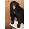 Image 3 : Life-sized BLACK BEAR with a Bee Box on a Wood Base