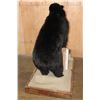 Image 6 : Life-sized BLACK BEAR with a Bee Box on a Wood Base