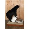 Image 7 : Life-sized BLACK BEAR with a Bee Box on a Wood Base