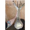 Image 5 : Big VAAL RHEBUCK Shoulder Mount