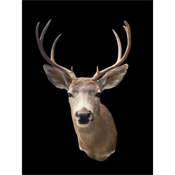 *Rarely Seen* COLUMBIA BLACK-TAILED DEER Shoulder Mount