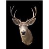 Image 1 : *Rarely Seen* COLUMBIA BLACK-TAILED DEER Shoulder Mount