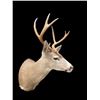 Image 2 : *Rarely Seen* COLUMBIA BLACK-TAILED DEER Shoulder Mount