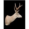 Image 3 : *Rarely Seen* COLUMBIA BLACK-TAILED DEER Shoulder Mount